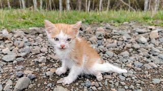 Котенок дополз до деревни чтобы просить о помощи История спасения Листика