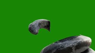 green screen video downloads copyright free anaconda snake