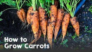 How to Grow Carrots from Seed to Harvest