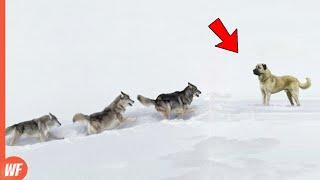 These Stupid Wolves Attacked the Wrong Dog..They Paid Heavy Price