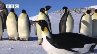 ROBOT PENGUINCAM MEETS EMPEROR PENGUINS FROM "PENGUINS - SPY IN THE HUDDLE"