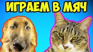 КОТ ИГРАЕТ С МЯЧОМ | ПЁС ГРАФ ХОЧЕТ ОТНЯТЬ МЯЧ | РЕАЛЬНАЯ ЖИЗНЬ КОТА ТИГРЫ