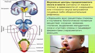 Дубынин Вячеслав - Мозг и голод: Почему нас радует еда