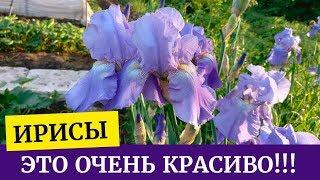 Выращиваем ирисы в саду. Это очень красиво