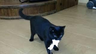 Мистер Плюш играет - Mr. Plush plays  - Британский черный кот