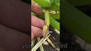 HAND Pollinate Your Squash for Guaranteed Harvest!