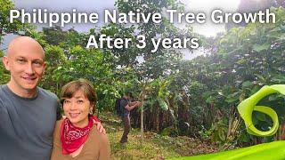  Philippine Native Tree Farm 3 Years After Planting