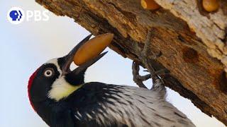 Acorn Woodpecker Family Guards Their Stash