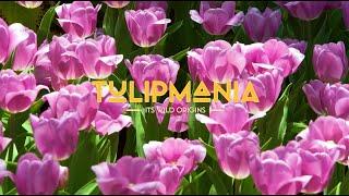 Tulipmania: Its Wild Origins Floral Display at Gardens by the Bay