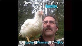 溫馨故事：人雞一家親 Chicken and Truck Driver Best Friends