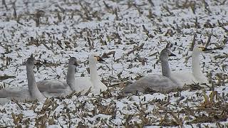 Cygnus columbianus bewickii , łabędź  czarnodzioby.