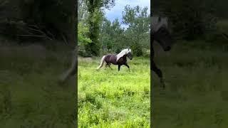 black forest horse 