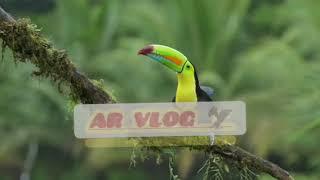 long beak birds activity ##youtube#shorts#