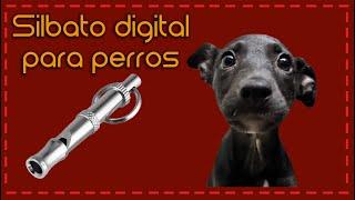 Silbato digital para perros!