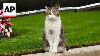 Downing Street cat Larry prepares for new UK prime minister in Number 10