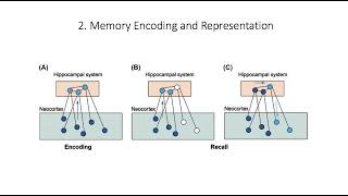 7.2. Memory Encoding, Fundamentals of Cognitive Neuroscience Course, Session 7, Part 2