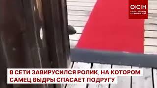 В Сети завирусился ролик, на котором самец выдры спасает подругу