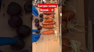 Быстрая зелень весной️‍