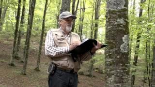 Методики мониторинга национальных лесов и программы оценки на местах