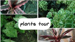 Amazing attractive plants tour indoor | biosphereflora |