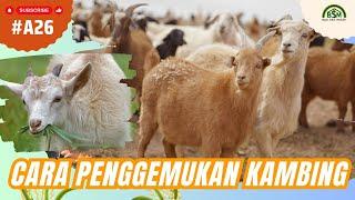 Begini Cara Penggemukan Kambing dengan Cepat