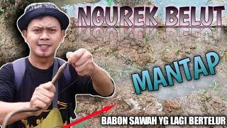 NGUREK BELUT || Dapat babon sawah yang lagi bertelur