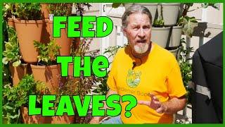 Understanding Foliar Feeding (Does It Work?)