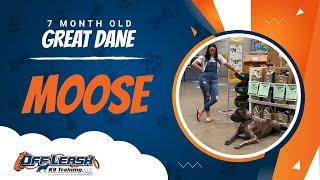 Great Dane, 7 Months, Moose | Best Dog Trainers Northern VA,  | Off Leash K9