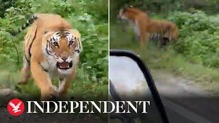 Watch: Growling tiger lunges at tourists during safari