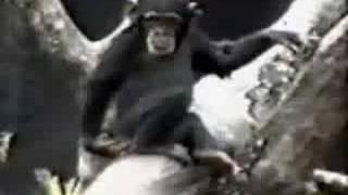 Crazy monkey