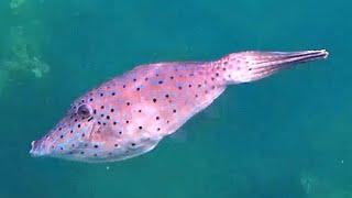 Facts: The Scrawled Filefish