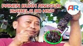 PANEN BUAH ANGGUR ISABELLA 90 HSP #02