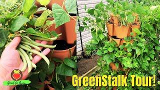 Grow BEANS In a Vertical Garden WITHOUT The Back Pain! | GreenStalk Vertical Garden Tour