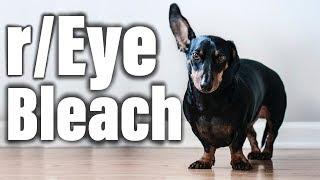Pretty much just cute dogs | r/EyeBleach | Top Posts