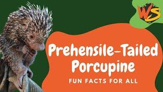 Prehensile Tailed Porcupines: The Ultimate Tree Climbing Masters of the Animal World!
