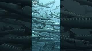 Among MouthsBarracudas #barracuda #dcdocumentaries #australia #yongalawreck #giantfish #art #dive