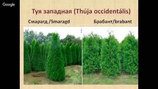 Туя западная Смарагд и Брабант