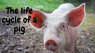 The Fascinating Life Cycle of Pigs: From Birth to Slaughter