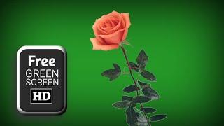 Green screen rose animation effects | Rose green screen | green screen flower