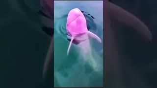 The pink dolphins | #shorts#youtuber#youtube#trending#likes#viral