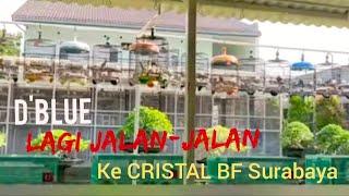 D'BLUE lagi jalan-jalan ke peternak kondang tanah air ke Cristal Bird Farm Surabaya