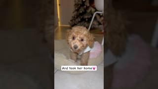 We take care of her and love her  #funny #puppy #dog #kids #marriedlife #usa