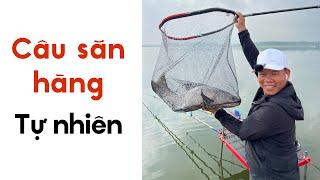 Câu Săn Hàng Cá Tự Nhiên