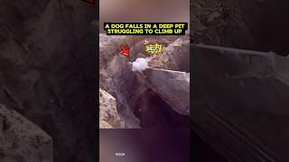 We Rescue A Dog Fall In Deep Hole  #shorts