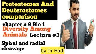 Detailed explanation of comparison between Protostomes and Deuterostomes