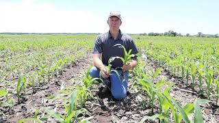 Starter Fertilizer in Corn | WinField United