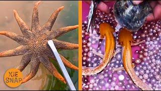 Catching Seafood  Relaxing Video | Fresh Water and Sea Creatures | Oddly Satisfying