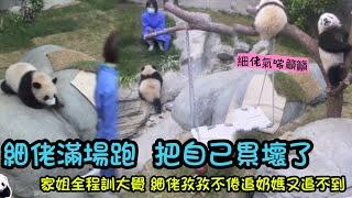 3月10日 細佬長跑運動員，一大早就追著奶媽滿場跑，跑的氣喘吁吁的#panda #香港大熊猫 #판다 #cutepanda #大熊貓家姐細佬 cr:香港海洋公园 now Tv