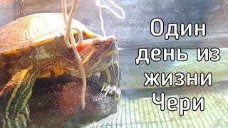 Один день из жизни Чери! Жизнь моей красноухой черепахи! / ЧЕРИ TV