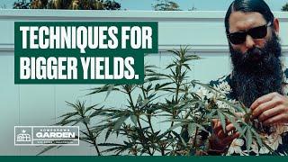 Beginner Techniques for Bigger and Better Cannabis Yields | Homegrown Garden